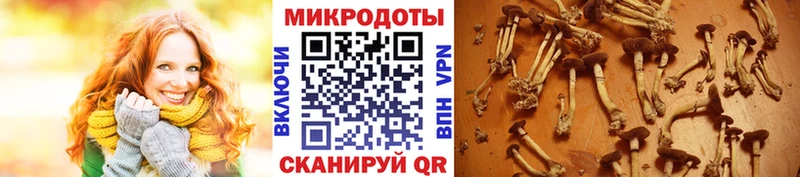 Галлюциногенные грибы Magic Shrooms Купить Дубна
